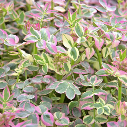 Polemonium stairway heaven - polemonium,
