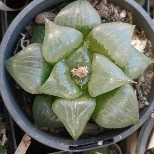 Haworthia nikko large 10cm - haworthia-nikko-1,,