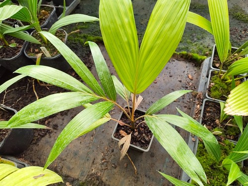 Chrysalidocarpus lanceolata - ,