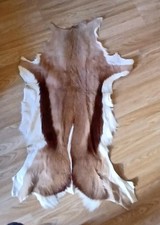 Springbok Skin Hide Fur for Rug or Crafts
