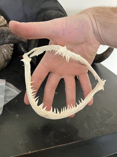 Anglerfish jaw skull taxidermy - skull,
