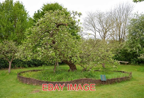 Photo newton apple - apple, tree