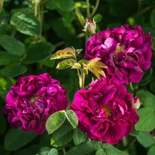 Shrub Rose   'Tuscany Superb'