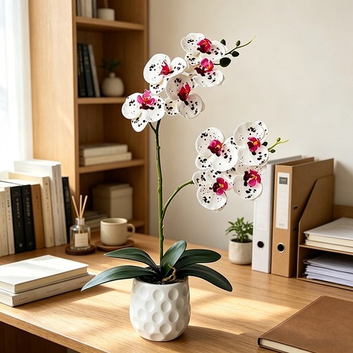 Flower phalaenopsis orchid - 9-flower,