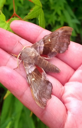 Poplar hawk moth laothoe - poplar,
