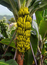 20 x banana tree seeds. Musa Yunnanensis seeds Yunnan Banana..