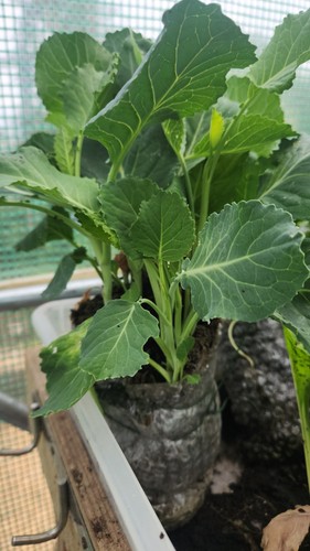 Large perennial kale - 3, /