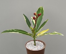 Nerium oleander 'variegata' - Semi hardy garden shrub