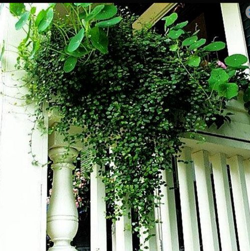 Muehlenbeckia maori plant - muehlenbeckia,