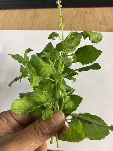 Tulsi holy basil leafs - tulsi, leafs,