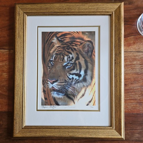 Tiger portrait stephen - tiger,