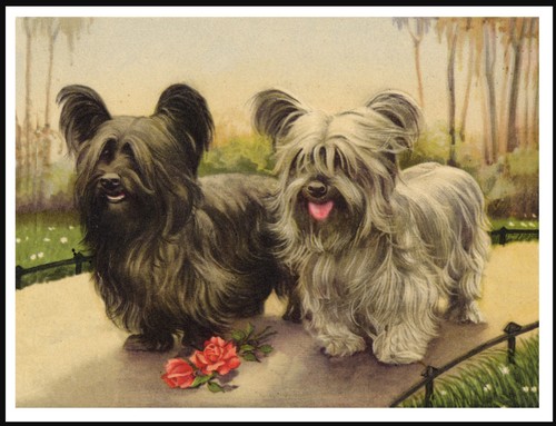 Skye terrier dogs - dogs, dog