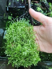 Hemianthus Micranthemum Micranthemoides Live Pearl Weed Portion Aquarium 