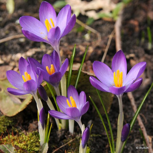 Crocus tom - crocus, (species)