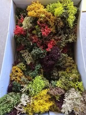 A Shoe Box Full Of Lichen For Scenery Any Scale Ideal For Model Railway Scenery