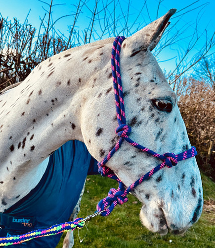Rope control halter headcollar - control, halter/headcollar