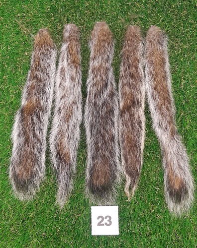 Genuine grey squirrel - genuine,