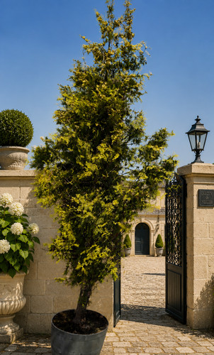 Large mature thuja - large, tree