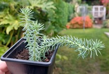 Sedum sp - Succulent - Industrial Agaves