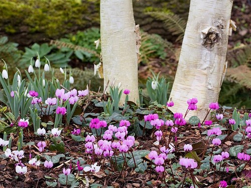 Cyclamen potted plants - cyclamen,