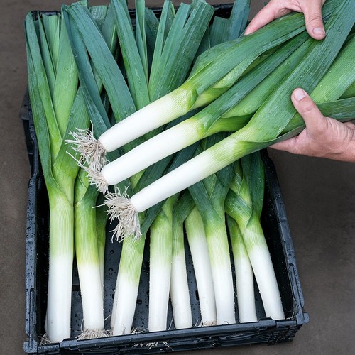 Leek rally fast growing early - leek,