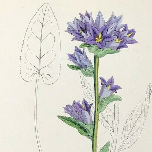 Botanical clustered bell - clustered,