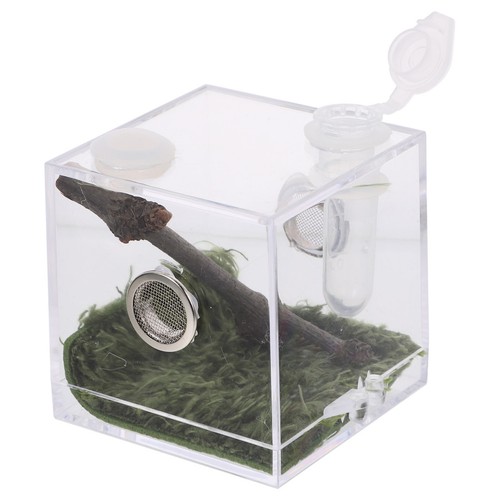 Jumping spider terrarium - jumping,