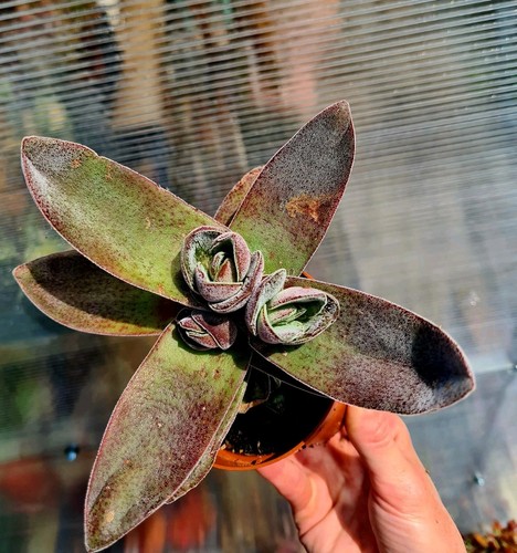 Crassula garnet lotus - garnet,