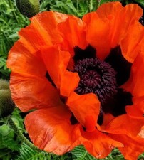 ORIENTAL POPPY 100 SEEDS