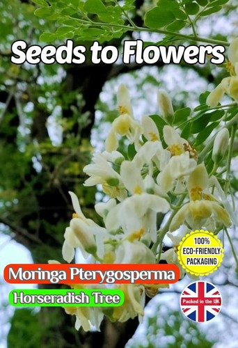 Moringa pterygosperma - moringa,