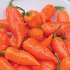 Thompson & Morgan Chilli