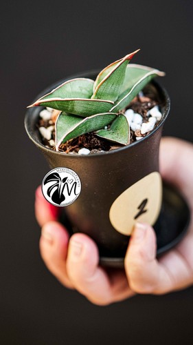Sansevieria almond silver - almond,