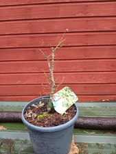 Acer palmatum  Mikawa