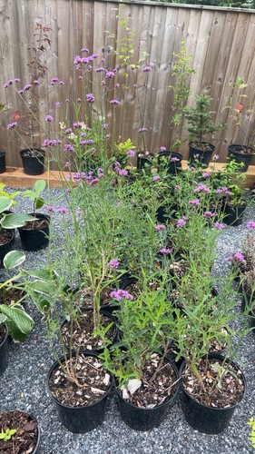 Large litre pot - ,