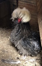 15+White Crested
