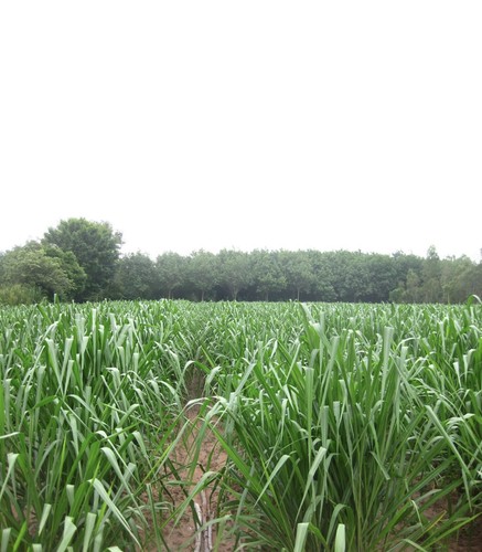 Mombassa guinea grass seed - mombassa,
