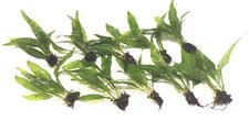 Java fern live aquarium - fern,