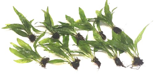 Java fern live - java,