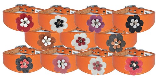 Leather whippet collar padded - leather,