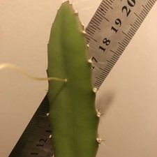 1x Organic Purple Dragon Fruit