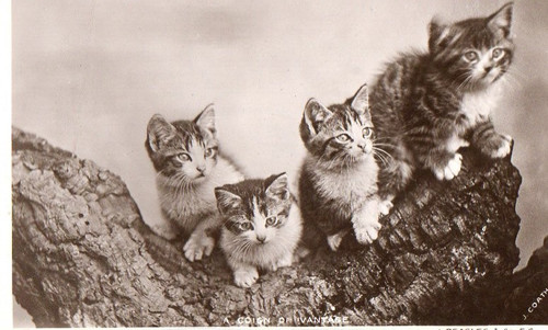 Vintage beagles postcard - vintage,