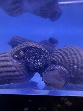 VERYRare Live White Spotted