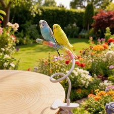 Desktop bird perch - bird,