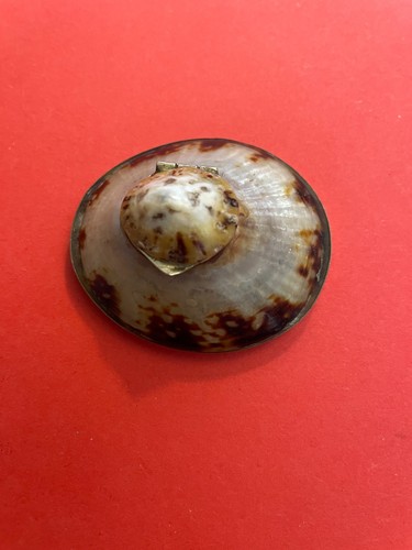 Antique limpet shell inkwell - limpet,