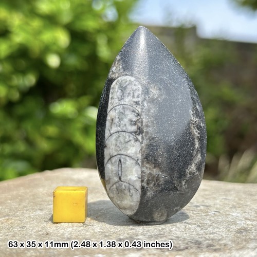 Orthoceras fossil nautiloid