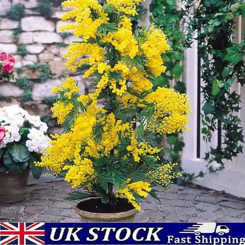 Silver wattle mimosa seeds - silver,