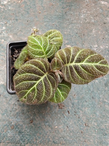 Pearcea hypocyrtiflora 7cm - hypocyrtiflora, in