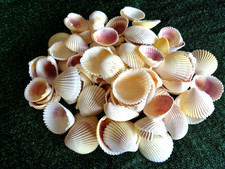 50 WHITE YELLOW PINK COCKLE SHELLS  3 - 5 CM Clam Shell Art Craft Display