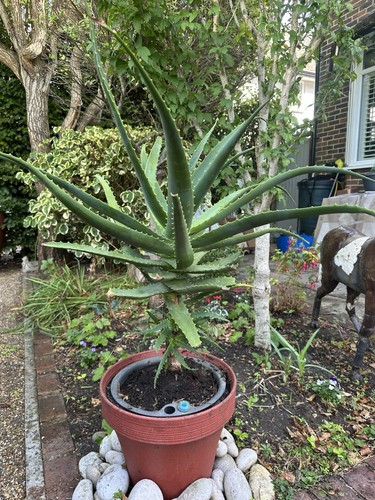 Small aloe barberae tree - aloe,