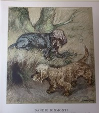 DANDY DINMONT TERRIER DOGS  BY